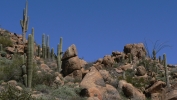 PICTURES/Ballantine Trail/t_Cactus & Rock1.JPG